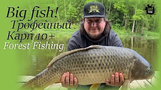 Биг Фиш!!! Рыбалка на Трофейного Карпа 10+   ))  Рыболовный клуб Forest Fishing