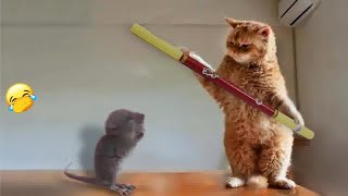 Cute! Silly cats 😘 Funny Cats Videos 😻😅