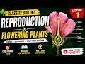Class 12 Biology | Reproduction in Flowering Plants Lecture 1 🌸 | CBSE Board + NEET 2026