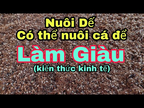 Video NUÔI DẾ. Có thể nuôi cá để làm giàu. Bạn không phải... - youtube