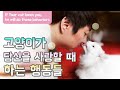 고양이가 당신을 사랑할 때 하는 행동들 If Your cat loves you, he will do these behaviors.