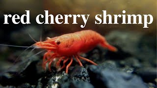 Red Cherry Shrimp Aquarium by Naomi 632 views 6 years ago 1 minute, 42 seconds