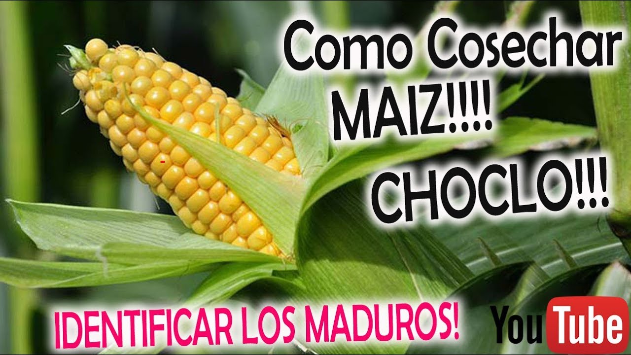 Como COSECHAR MAÍZ (CHOCLO) Y EN QUE MOMENTO !!!