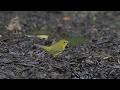 AMERICAN GOLDFINCH,  Carduelis tristis  bathing, males females, groups, with warblers