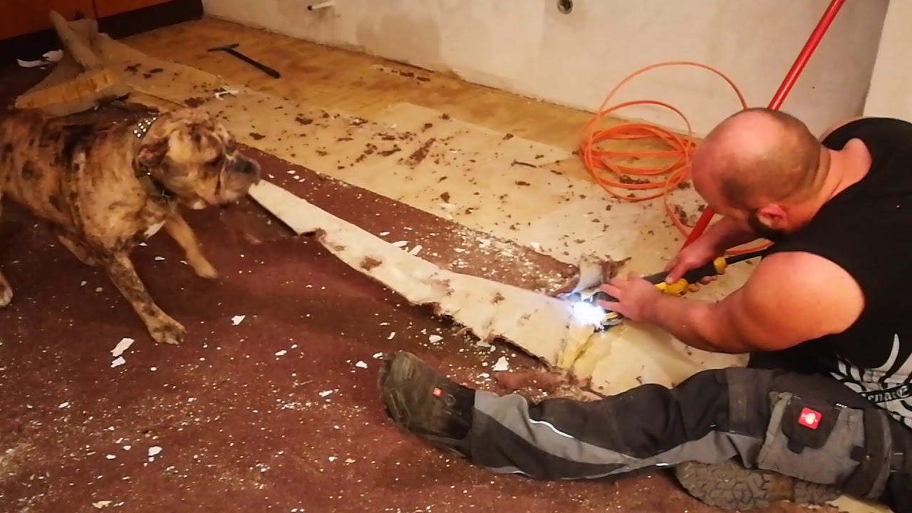 Hund hilft den Teppich raus zu reißen YouTube