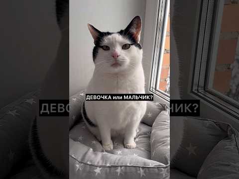 Вcя наша кошачья банда. Получилось отгадать ? #cat #животные #кот #funny
