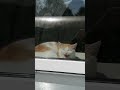 Живёт Коша на просторе)) #кот #лесной #nature #cat