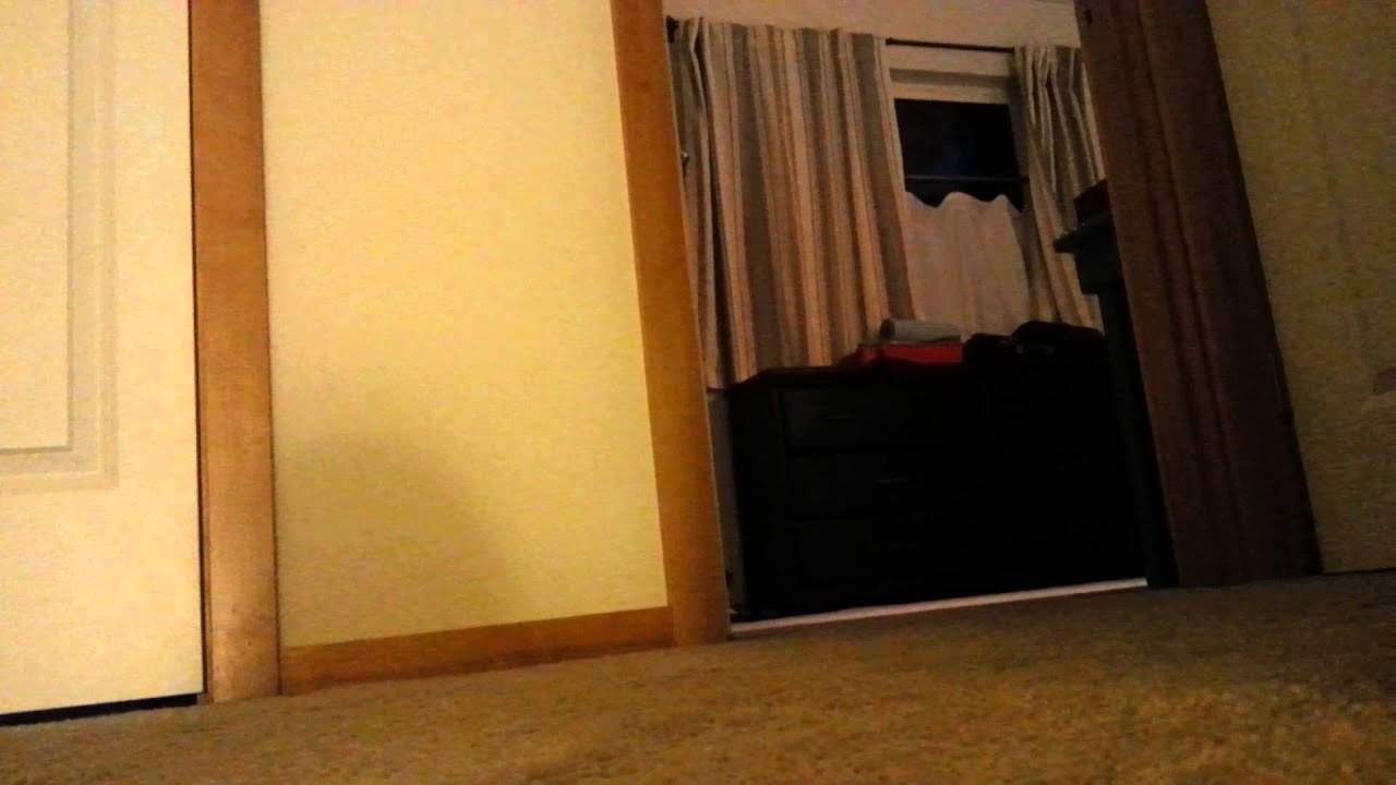 Funny dog zoomies YouTube