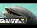 How dolphins respond to verbal communication | Facts about dolphins | Marine animals | WION
