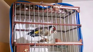 Goldfinch singing the best sounds for training songs _ Jilguero Cantando Limpio (Copia Malaga)