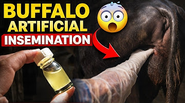 How Animals get Pregnant by AI Complete Process Vlog