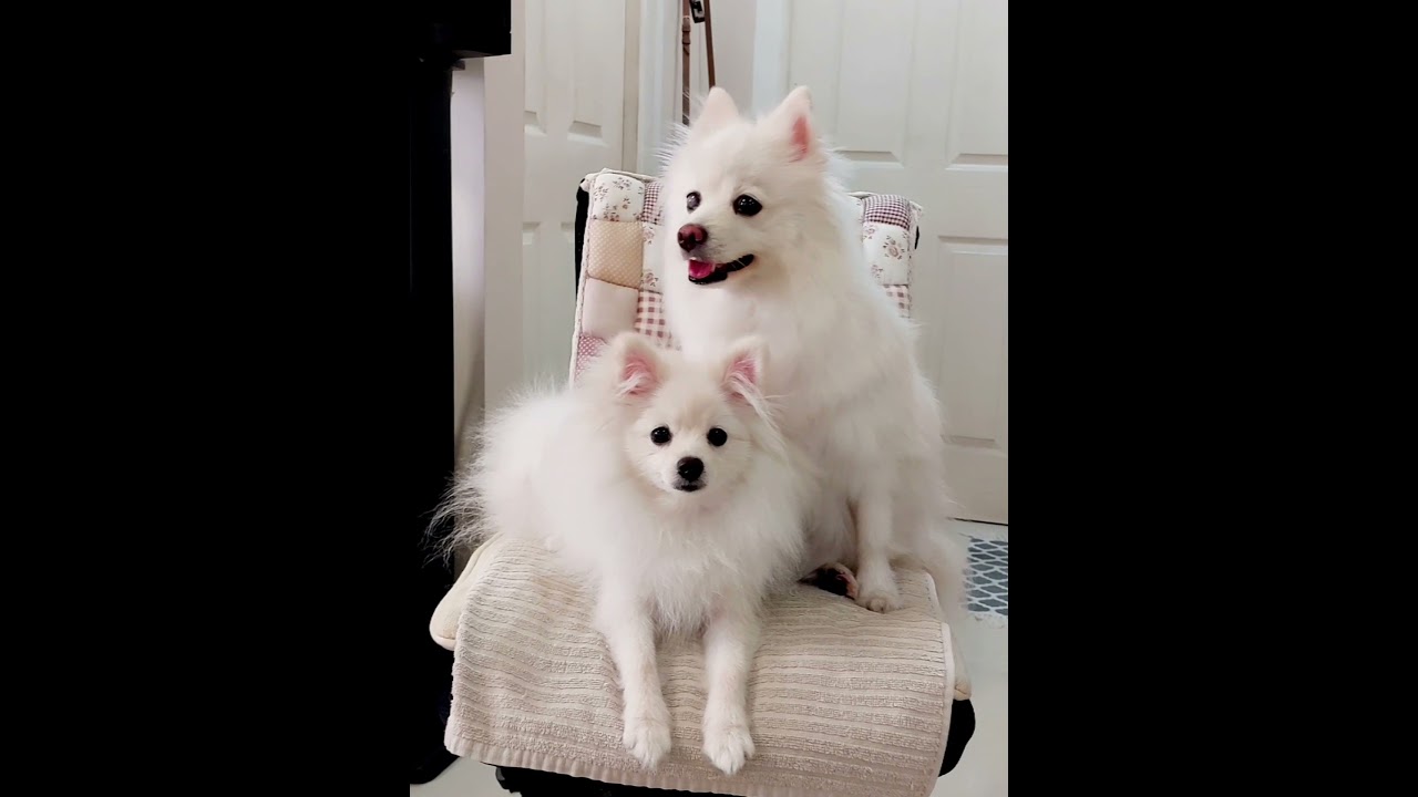 Japanese Spitz x Pomeranian