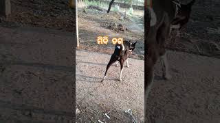 modi body kit