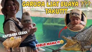 Garuda Lihat Buaya Besar ???? Gimana Reaksinya