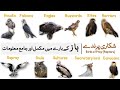 Information about Eagles, Hawks, Falcons, Buzzards, Harriers, Kites, Osprey | Birds of Prey (Baaz)