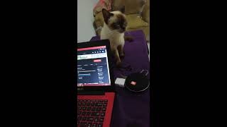 A Balinese cat doesn't want her friend to work. by WildShow TV 108 views 4 years ago 6 minutes, 4 seconds