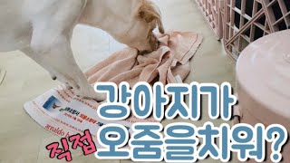 [VLOG]오줌을직접치우는강아지가있다고? | 강아지대소변가리기 | 강아지대소변