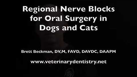 Nerve blocks in Dogs and Cats Dentistry