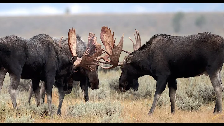 Wildlife Photography- Bull Moose spar during the Fall rut-Jackson Hole/Grand Teton Park/Yellowstone