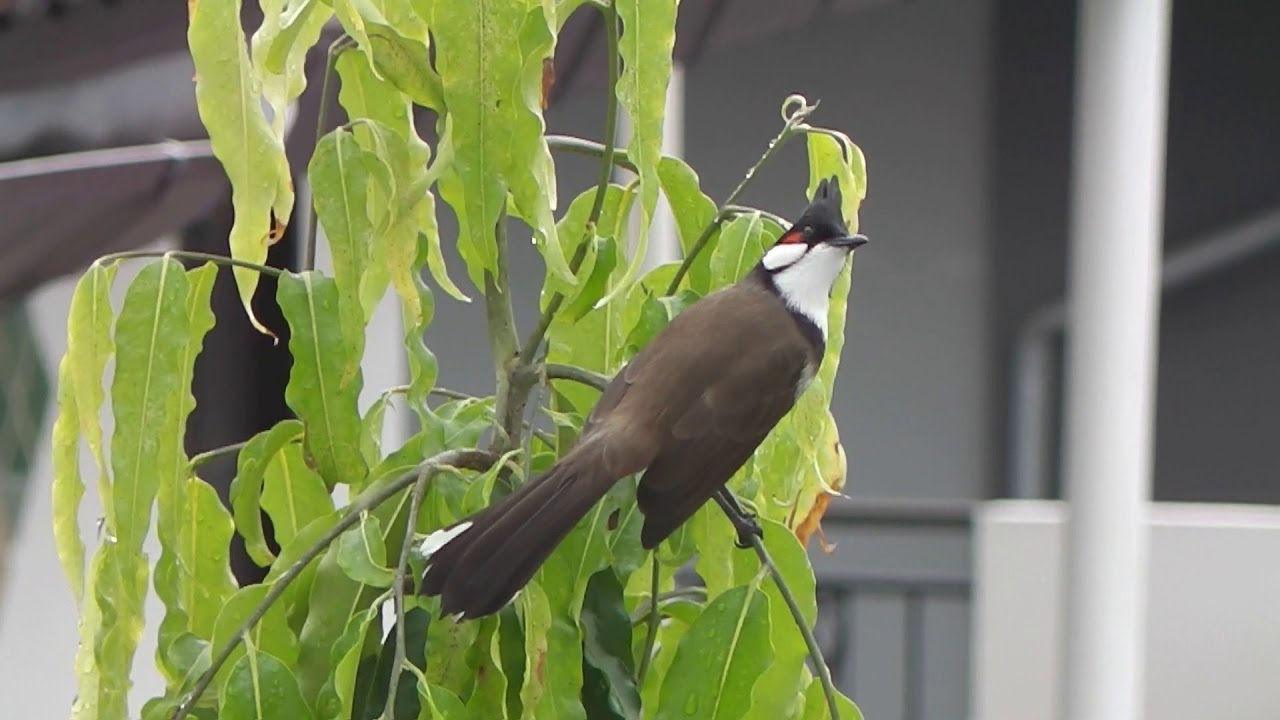 Red-whiskered Bulbul & Squirrel & Streak-eared Bulbul "นกเมืองไทย in