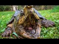 Spring Turtle Cleaning!! Baby turtle tank and snapping turtles!