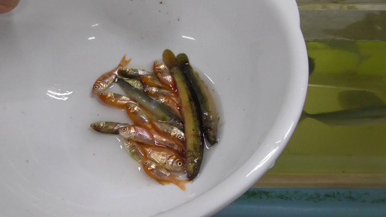 金魚やドジョウの死んだものは廃棄せずに水槽の魚のエサに回しています 勢いよく瞬時に捕食するカンパチ ブリ仔魚 シマアジ Youtube