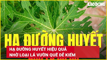 Hạ đường huyết hiệu quả nhờ loại lá vườn quê dễ kiếm | Báo Lao Động