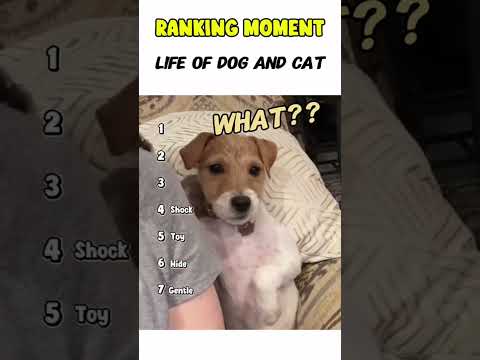 Dogs being idiot part 429: Dog and cat 🤣🐕 #funnydog #cutedog #dog #pets #shorts