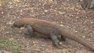 Komodo National Park, Indonesia  [Amazing Places 4K]