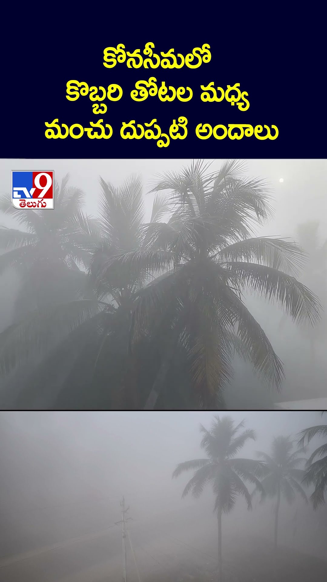 కోనసీమలో కొబ్బరి తోటల మధ్య మంచు దుప్పటి అందాలు - TV9