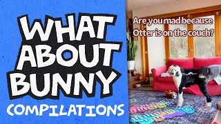 Couch Mad Couch, Treat Hack! | What About Bunny by What About Bunny 19,391 views 1 year ago 3 minutes, 46 seconds