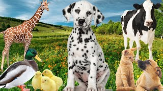 Cute little animals:Dog,Cat, Duck,Cow, Giraffe, Little Chicken..- Animal sounds by Animal Moments  2,746 views 3 months ago 9 minutes, 23 seconds