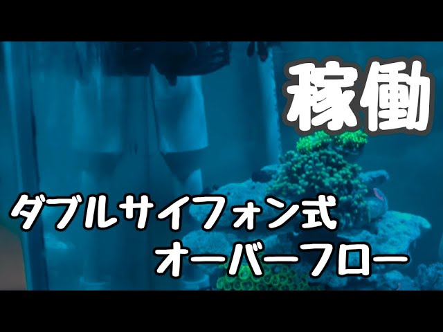 Double Siphon Overflow System in Operation [Saltwater Tank] - YouTube