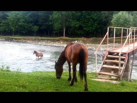 ვიდეო: რა არის ცხენების ჯიშები