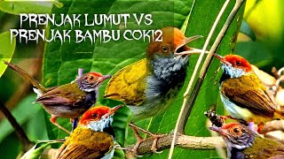 Suara Burung Ribut~Prenjak Lumut Vs Prenjak Bambu/Coki² Ampuh Untuk Pikat.