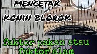 cetak konin blorok dengan cara ini