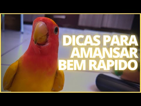 Vídeo: Como criar um ambiente seguro para pássaros de estimação