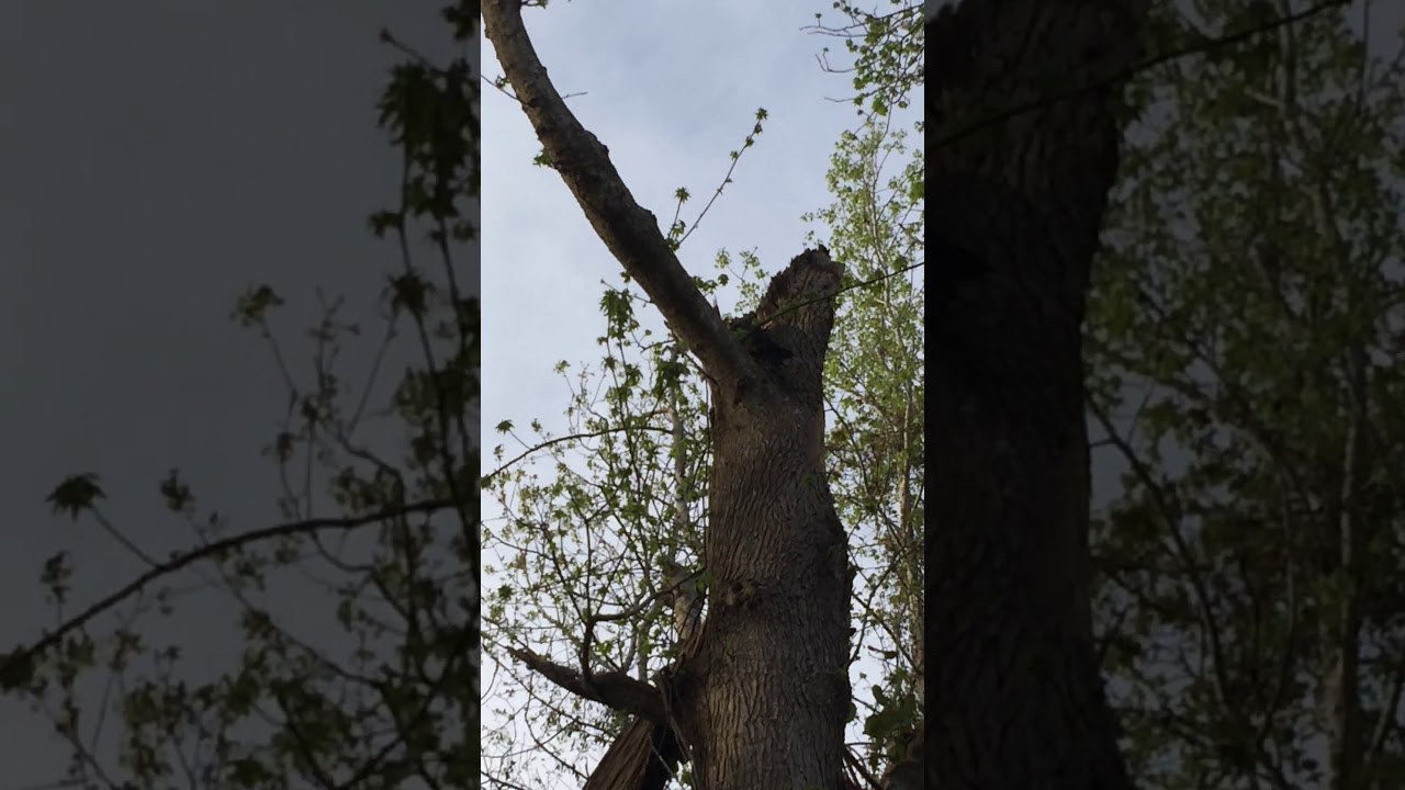 Saw a woodpecker 