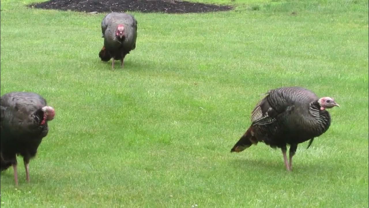 Wild Turkeys In the Rain YouTube