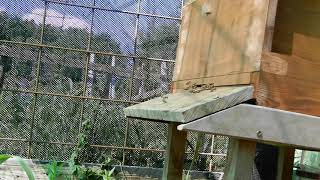 ASMR / RELAXING BEE HIVE & GARDEN SOUNDS