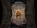 Deepstaria Enigmatica — SHROUD: Its membranous bell IS the trap | Benthos Error