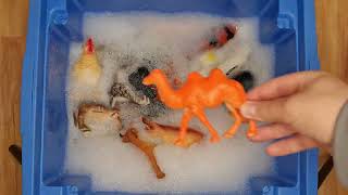 Learning Animal Names With Toys and Soapy Water