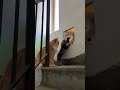 In This Old Stairwell, She Found a Way In 🐾🚪#cat #shorts