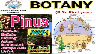 Pinus Life Cycle/Pinus Morphology and Anatomy/Pinus B.Sc 1st year
