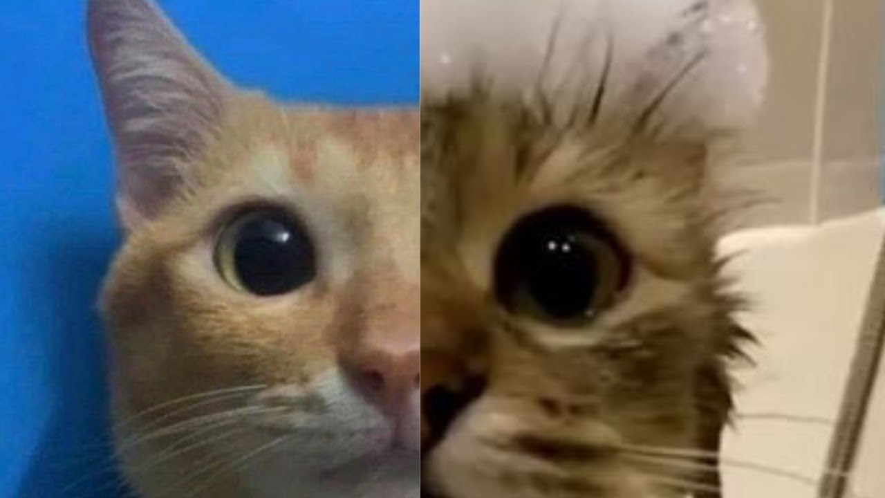 cats DONT naturally occur