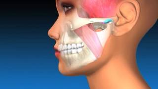 TMJ Explanation & Therapy