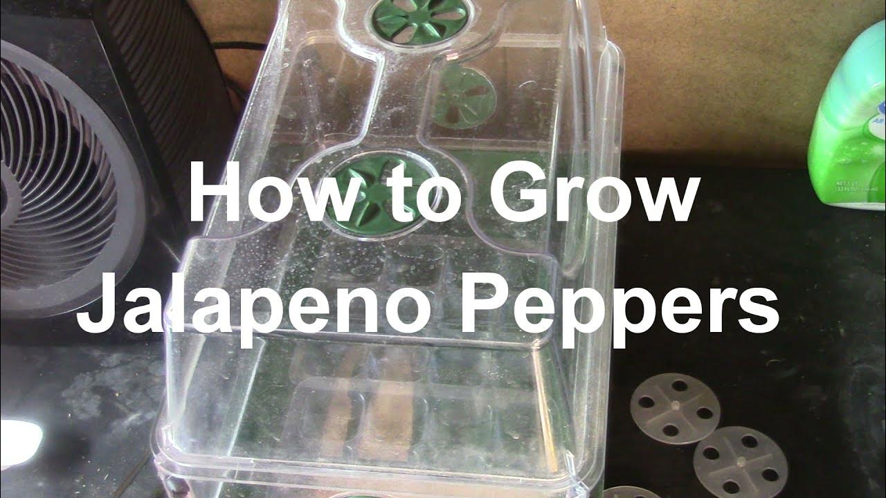 Tiliman getting started with home grown veggies. Germinating Jalapeno