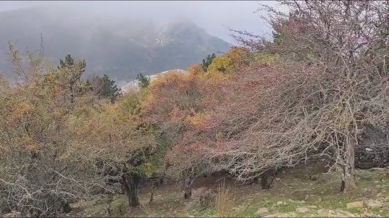 Bulutların İçinde Seyahat ve Alıç Ağaçları
