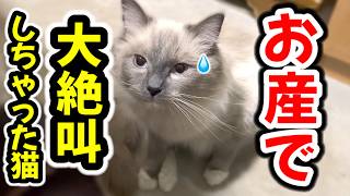【閲覧&音量注意⚠️猫の難産な絶叫出産🙀】強い陣痛で何度も絶叫‼️『がんばれルナ‼︎』母猫と姉猫が助産婦になり次女ルナのお産のお手伝いをしてくれました😭 #ラグドール #猫の出産 #難産