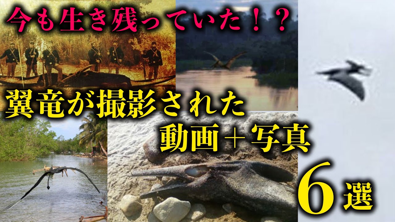 実は 恐竜の生き残り (貴重なアーカイブ) です。。。と か げ Still Alive! 6 Videos and Photos of Captured Pterosaurs